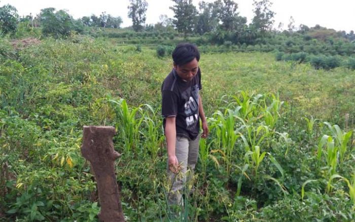 Cuaca Buruk, Petani Cabai di Pamekasan Terancam Gagal Panen