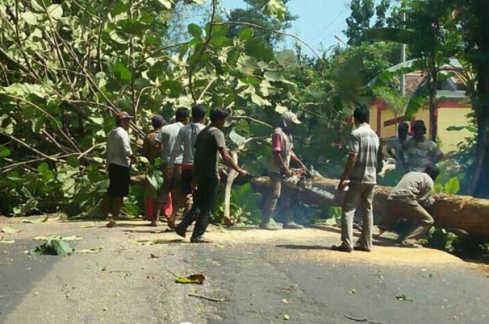 Penebangan Puluhan Pohon Jati di Sempadan Jalan Raya Nasional Sumenep Diduga Tak Kantongi Izin