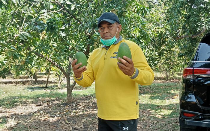 Awas Tertipu Penjual, Begini Ciri-Ciri Mangga Alpukat Asli Khas Pasuruan Awas Tertipu Penjual, Begini Ciri-Ciri Mangga Alpukat Asli Khas Pasuruan