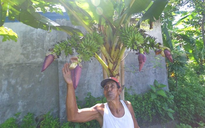 Hebohkan Warga, Pohon Pisang dengan 4 Tandan di Jombang Hebohkan Warga, Pohon Pisang dengan 4 Tandan di Jombang