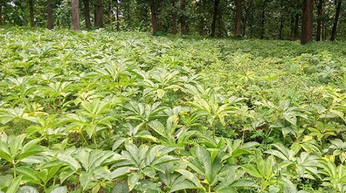 Harga Terjun Bebas, Petani Porang di Kare Madiun Menjerit Harga Terjun Bebas, Petani Porang di Kare Madiun Menjerit