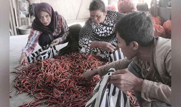 Stok Menipis, Harga Cabe Keriting di Nganjuk Melonjak