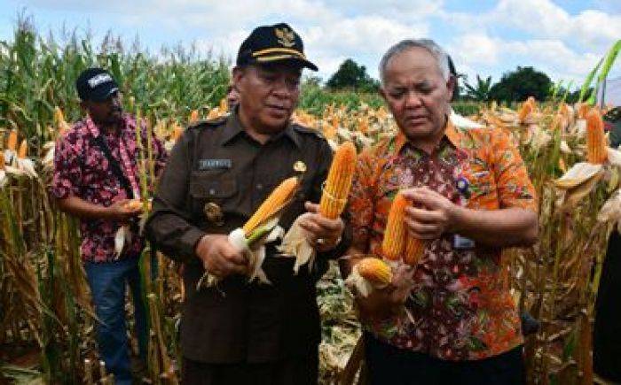 Kunjungi Lamongan, Kementerian Pertanian Diminta Hentikan Impor Jagung