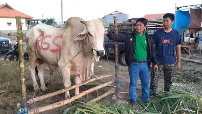 RGS Beli Sapi Juara Kontes untuk Kurban RGS Beli Sapi Juara Kontes untuk Kurban