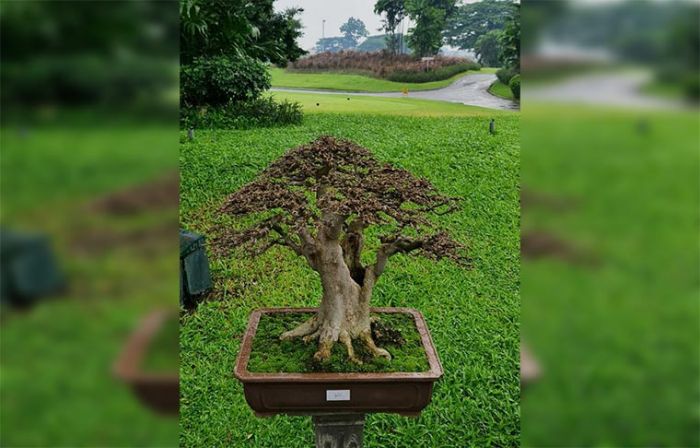 PPBI Surabaya Gelar Bursa Bonsai, dari Harga Rp 3 Juta Sampai Rp 60 Juta PPBI Surabaya Gelar Bursa Bonsai, dari Harga Rp 3 Juta Sampai Rp 60 Juta
