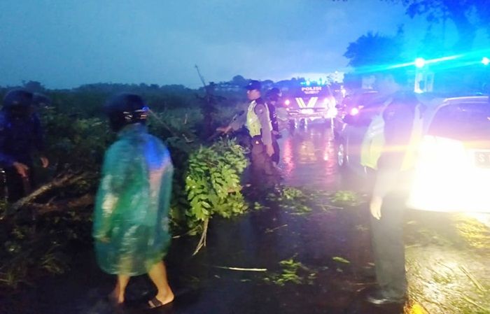 Polisi Bersama Warga Bersihkan Pohon Tumbang di Krembung SIdoarjo