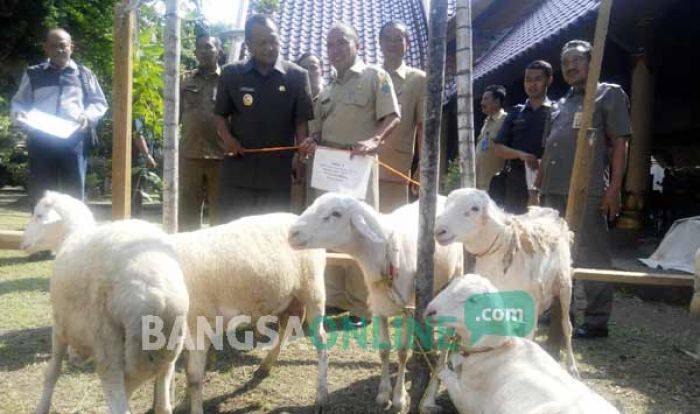 PPK, PPS dan TPS dengan Kehadiran Pemilih Tertinggi di Pilkada Sidoarjo Dihadiahi Kambing