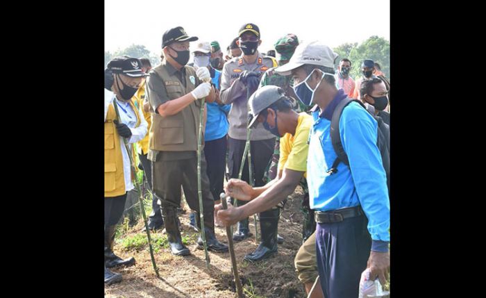 ​Diserang Tikus, Ratusan Hektare Padi Petani Lamongan Gagal Panen