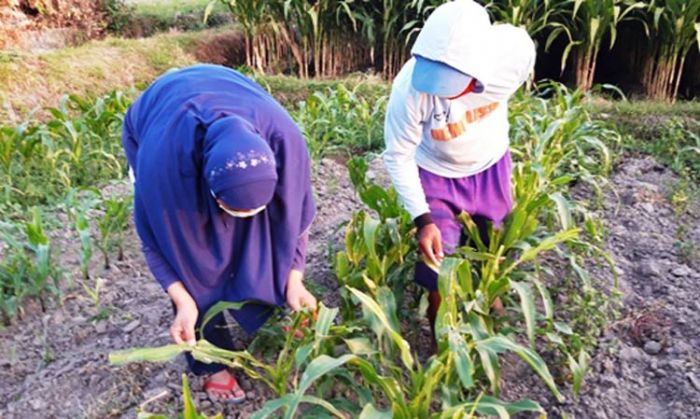 Diserang Ulat Grayak, Puluhan Hektare Tanaman Jagung Terancam Gagal Panen