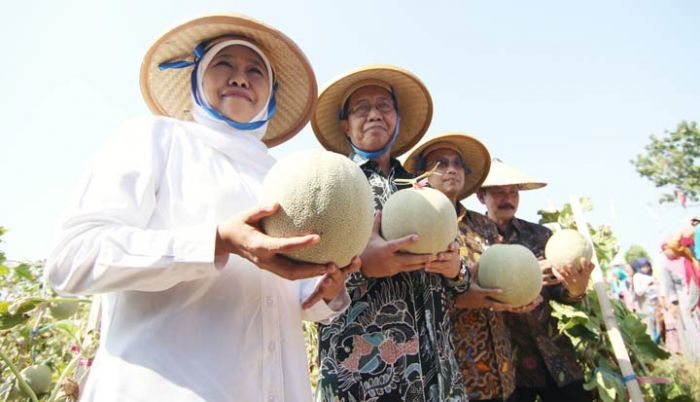 Panen Melon, Khofifah Berharap Warga Pedesaan Makin Sejahtera