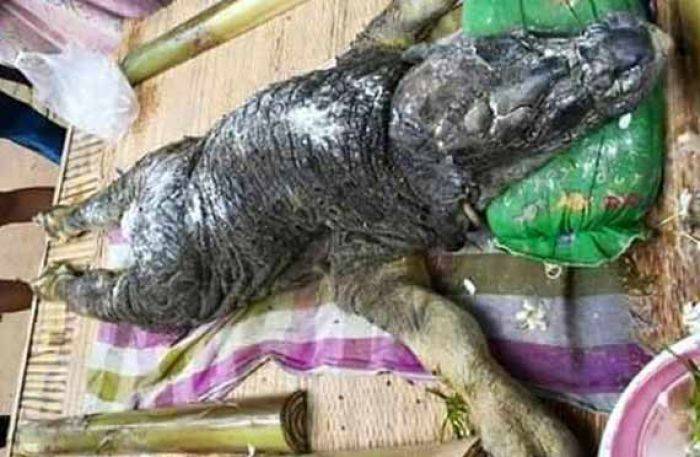 Binatang Berkepala Buaya Berkaki Kerbau Gegerkan Thailand