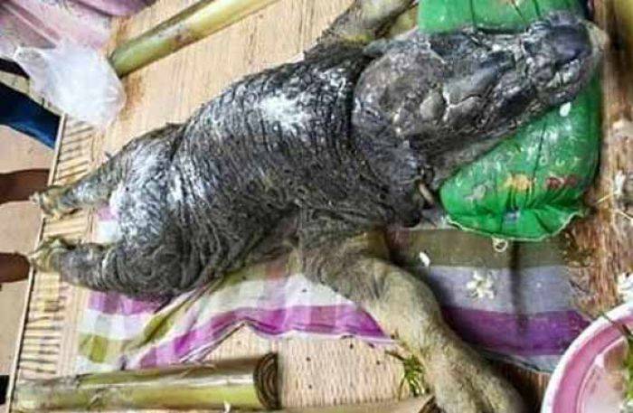 Binatang Berkepala Buaya Berkaki Kerbau Gegerkan Thailand Binatang Berkepala Buaya Berkaki Kerbau Gegerkan Thailand
