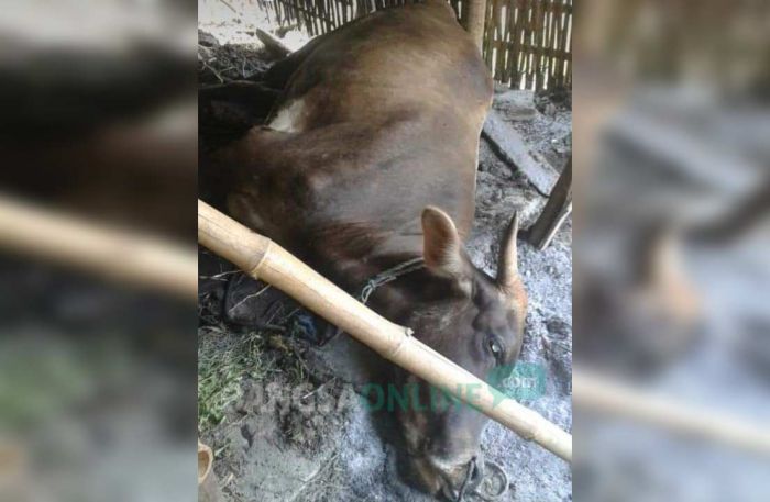 Diduga Keracunan Pakan, Enam Ekor Sapi Warga Desa Soko Mati Mendadak Diduga Keracunan Pakan, Enam Ekor Sapi Warga Desa Soko Mati Mendadak