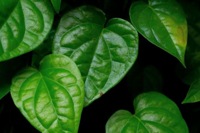 5 Penyakit yang Bisa Disembuhkan dengan Daun Sirih 5 Penyakit yang Bisa Disembuhkan dengan Daun Sirih