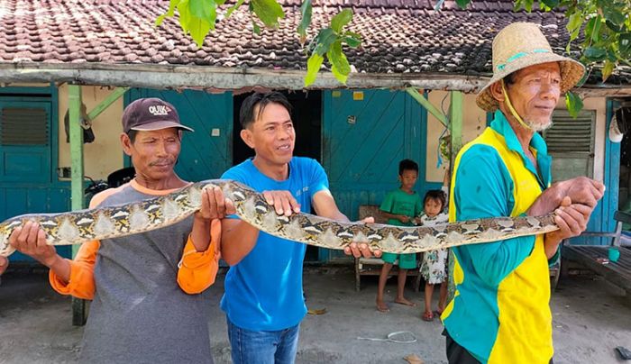 Hendak Ambil Ikan di Sungai, Pria asal Tuban Malah Tangkap Ular Piton Hendak Ambil Ikan di Sungai, Pria asal Tuban Malah Tangkap Ular Piton