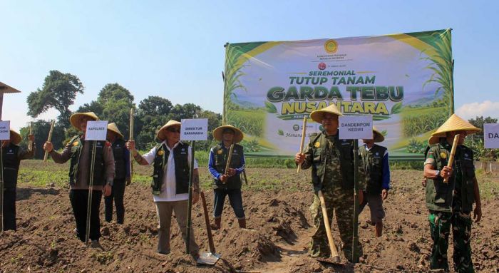 Lewat Benih Tebu Panjalu, Kementan Perkuat Swasembada Gula
