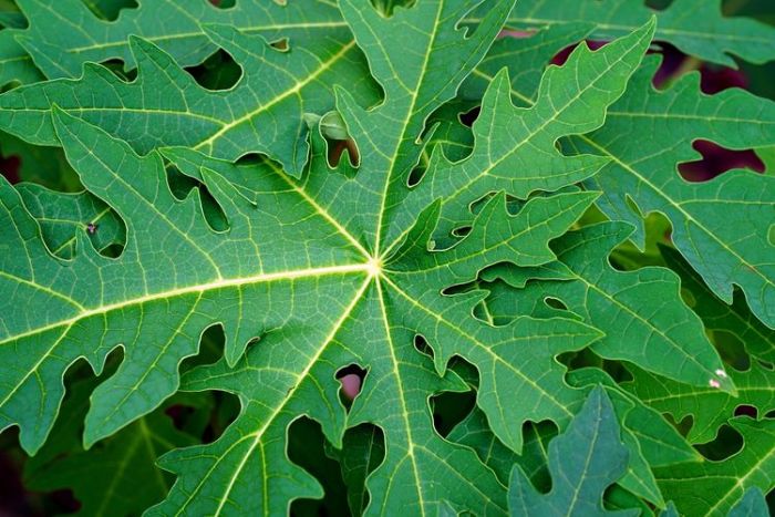7 Manfaat Daun Pepaya bagi Kesehatan Tubuh 7 Manfaat Daun Pepaya bagi Kesehatan Tubuh