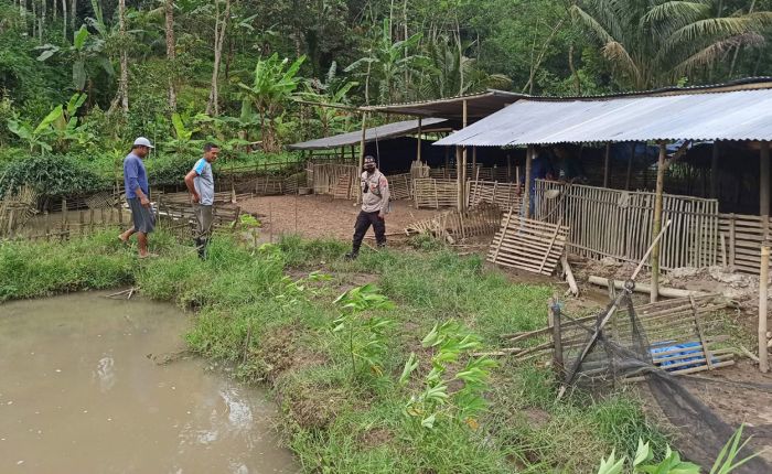 Maling Ternak Kembali Beraksi di Blitar, Kali ini Bawa Kabur 300 Ekor Bebek Warga Wlingi Maling Ternak Kembali Beraksi di Blitar, Kali ini Bawa Kabur 300 Ekor Bebek Warga Wlingi