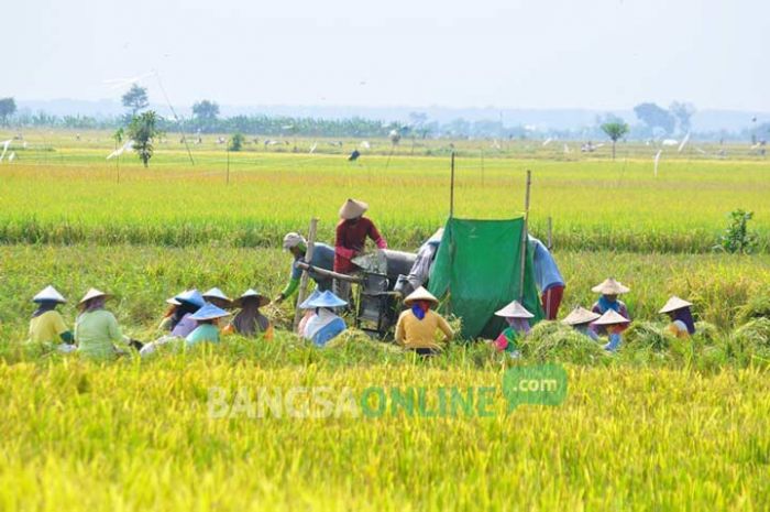 Petani Bantaran Bengawan Solo Panen dengan Harga Tinggi