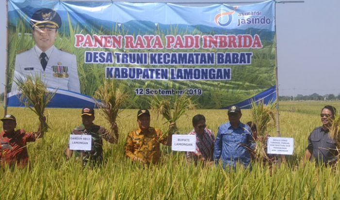 Bupati Fadeli Panen Raya Padi Inbrida di Desa Truni: Petani Sudah Pandai Mengatur Momen Bupati Fadeli Panen Raya Padi Inbrida di Desa Truni: Petani Sudah Pandai Mengatur Momen