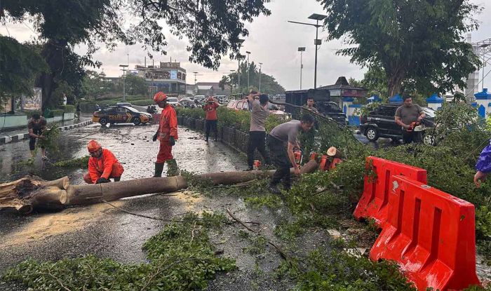 Hujan Deras Disertai Angin di Kota Kediri, Petugas Gabungan Evakuasi Pohon Tumbang di 4 Lokasi