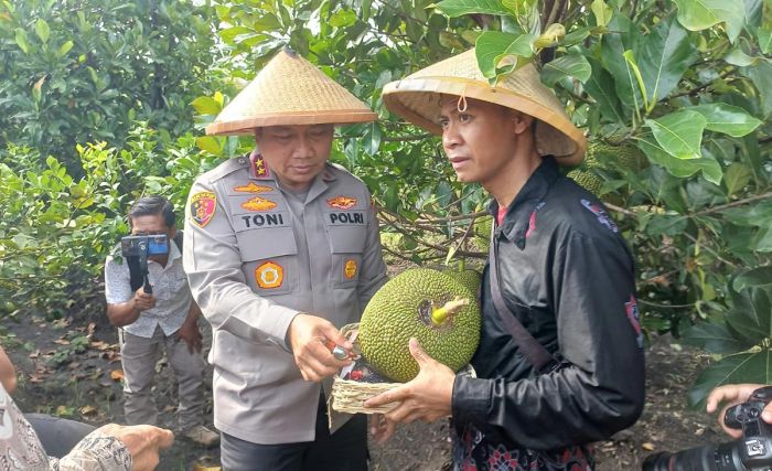 Ikut Panen Raya di Kawasan Agroforestry Ngawi, Kapolda Jatim Cicipi Nangka Jingga Ikut Panen Raya di Kawasan Agroforestry Ngawi, Kapolda Jatim Cicipi Nangka Jingga