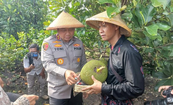 Ikut Panen Raya di Kawasan Agroforestry Ngawi, Kapolda Jatim Cicipi Nangka Jingga