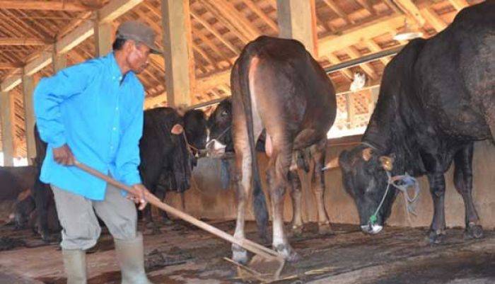 Kembangkan Peternakan, Pemkab Tuban Galakkan Program SPR Kembangkan Peternakan, Pemkab Tuban Galakkan Program SPR