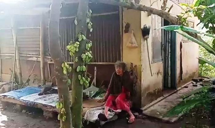 Sehari-hari Makan Nasi Jamuran, Nenek 80 Tahun Sebatang Kara di Jember Butuh Perhatian Pemerintah