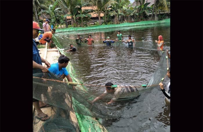 Ratusan Usaha Tambak Udang di Pacitan Belum Kantongi Perizinan Lingkungan