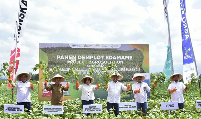 Petrokimia Gresik Sukses Tingkatkan Pendapatan Petani Edamame di Jember Petrokimia Gresik Sukses Tingkatkan Pendapatan Petani Edamame di Jember