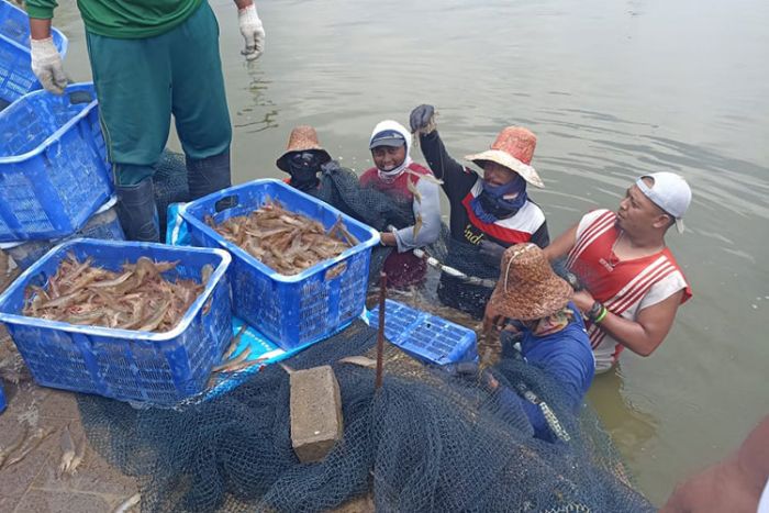 Manfaatkan Limbah Pasir Silika, IBL Boncong Tuban Sukses Budi Daya Udang Vaname Manfaatkan Limbah Pasir Silika, IBL Boncong Tuban Sukses Budi Daya Udang Vaname