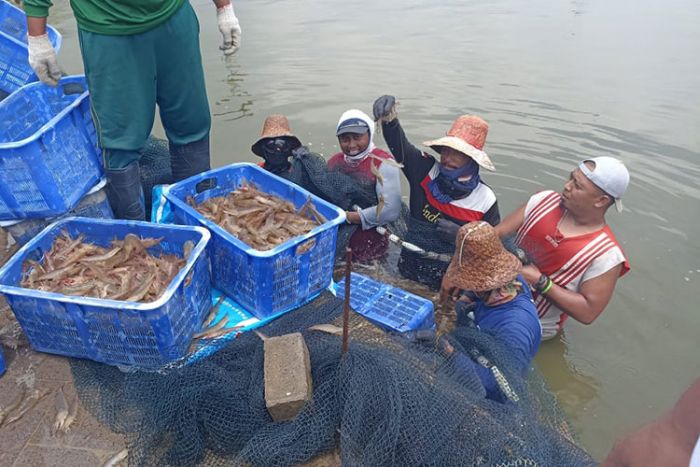 Manfaatkan Limbah Pasir Silika, IBL Boncong Tuban Sukses Budi Daya Udang Vaname