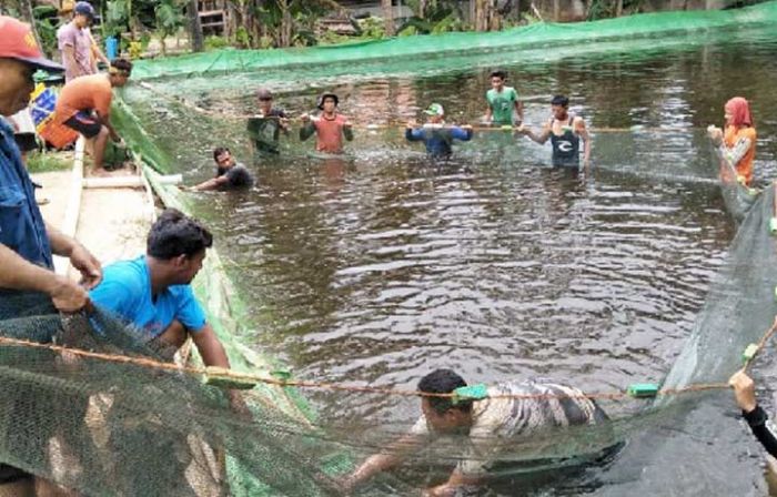 Banyak Petani Tambak Udang di Pacitan Terancam Bangkrut