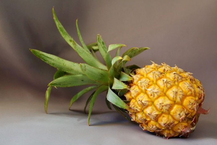 5 Manfaat Minum Rendaman Air Nanas untuk Kesehatan Tubuh 5 Manfaat Minum Rendaman Air Nanas untuk Kesehatan Tubuh