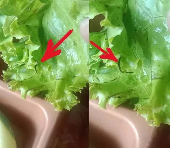 Wali Siswa di Sukodadi Lamongan Temukan Ulat pada Menu MBG