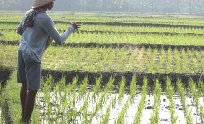 Stok Pupuk di Ngawi Mulai Langka, Petani Ancang-ancang Demo Stok Pupuk di Ngawi Mulai Langka, Petani Ancang-ancang Demo