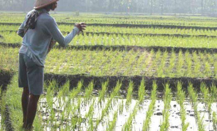 Stok Pupuk di Ngawi Mulai Langka, Petani Ancang-ancang Demo