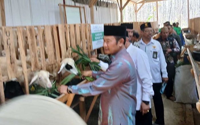 Upaya Dongkrak Sektor Peternakan, Baznas Luncurkan Balai Ternak Domba di Lamongan Upaya Dongkrak Sektor Peternakan, Baznas Luncurkan Balai Ternak Domba di Lamongan