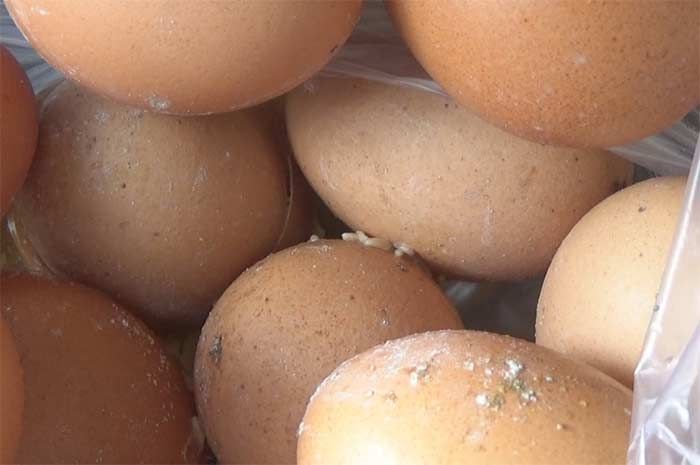 BPNT di Jombang Tak Kunjung Dibagikan, Telur yang Dipasok Supplier Membusuk BPNT di Jombang Tak Kunjung Dibagikan, Telur yang Dipasok Supplier Membusuk