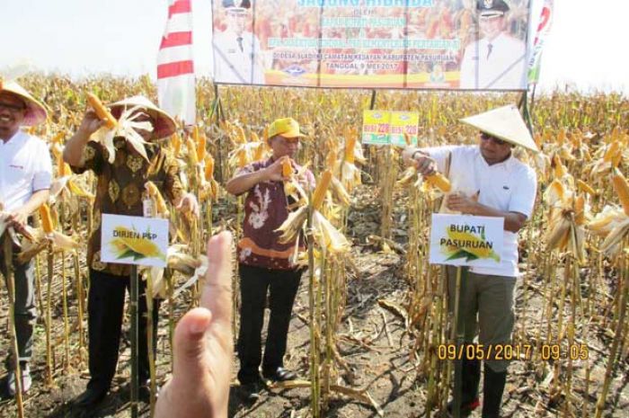Pasuruan Diproyeksikan jadi Sentra Lahan Jagung Hibrida Pasuruan Diproyeksikan jadi Sentra Lahan Jagung Hibrida