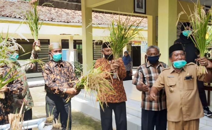 Panen Perdana Uji Coba Padi Hidroganik Kerja Sama Petani Giligenting dengan ITS, Begini Hasilnya 