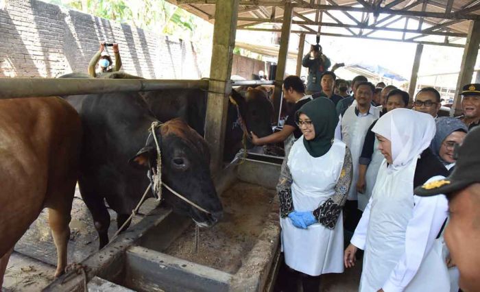 Sidak ke Sidoarjo, Gubernur Khofifah Pastikan Stok Hewan Kurban di Jawa Timur Aman Sidak ke Sidoarjo, Gubernur Khofifah Pastikan Stok Hewan Kurban di Jawa Timur Aman