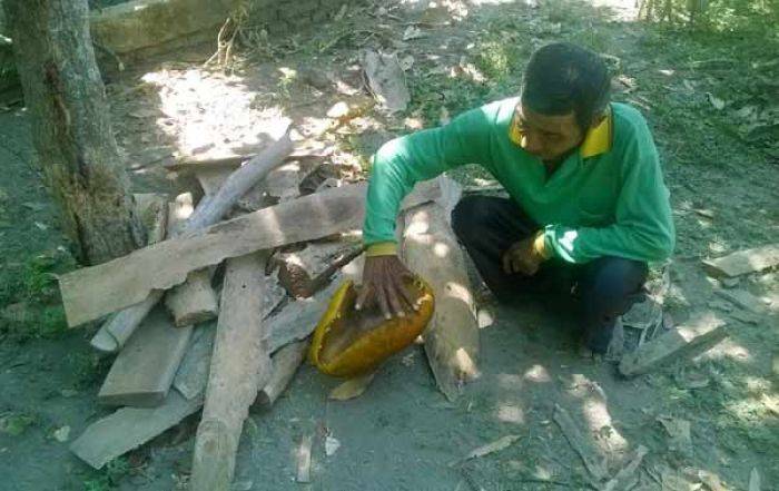 Jamur Berukuran Besar di Desa Tawangsari Kediri Hebohkan Warga Jamur Berukuran Besar di Desa Tawangsari Kediri Hebohkan Warga