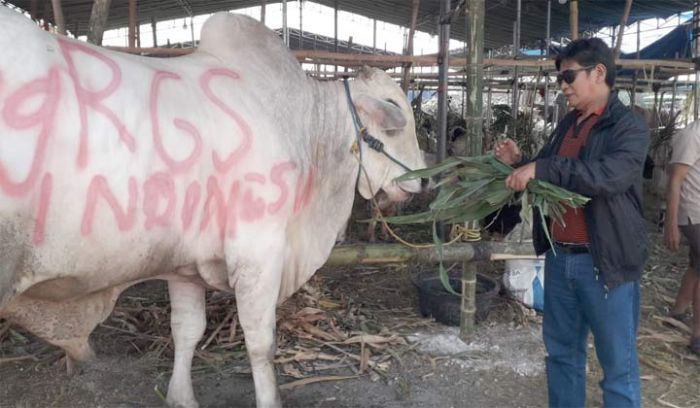 Pendiri RGS Indonesia Kurban Sapi Juara Kontes Seberat 1,1 Ton Pendiri RGS Indonesia Kurban Sapi Juara Kontes Seberat 1,1 Ton