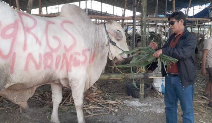 Pendiri RGS Indonesia Kurban Sapi Juara Kontes Seberat 1,1 Ton