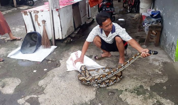 Ular Sanca Kembang Sepanjang Empat Meter Gemparkan Warga Sidoarjo