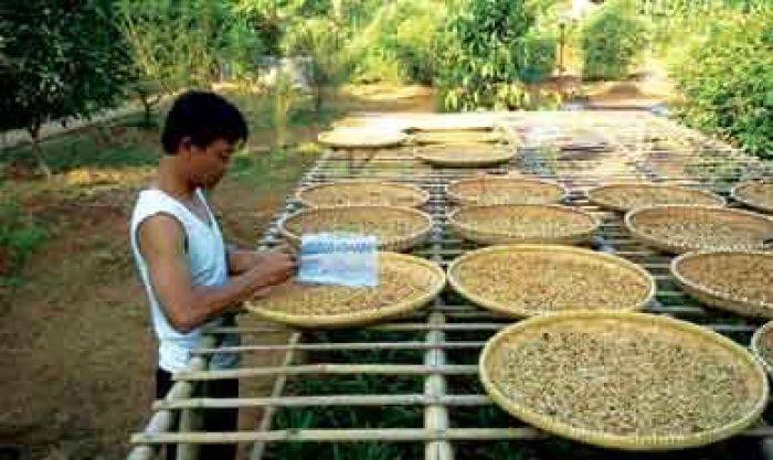 Produksi Kopi Dampit Malang Tembus hingga Pasar Dunia Produksi Kopi Dampit Malang Tembus hingga Pasar Dunia