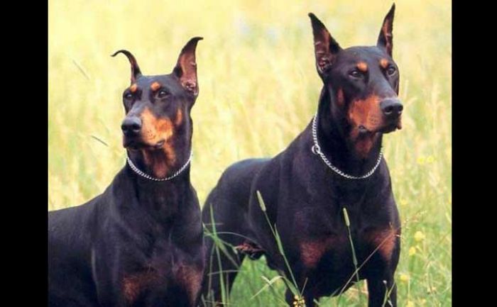 Resahkan Warga, Polisi di Kediri Peringatkan Pemilik Anjing agar Dijaga Resahkan Warga, Polisi di Kediri Peringatkan Pemilik Anjing agar Dijaga
