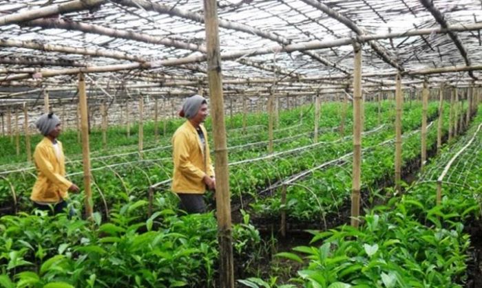 Dukung Program YESS, DPKP Pasuruan Jemput Bola Lakukan Pendataan Petani Milenial Dukung Program YESS, DPKP Pasuruan Jemput Bola Lakukan Pendataan Petani Milenial